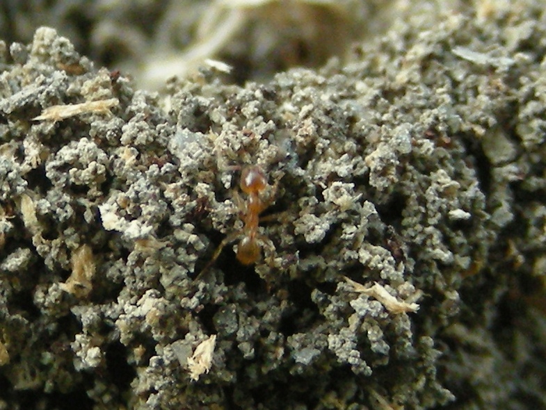 strutture esterne di formicaio:  Pheidole pallidula